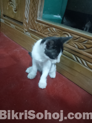 Cute baby cat